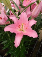 [4215 Barrage No102.JPG]